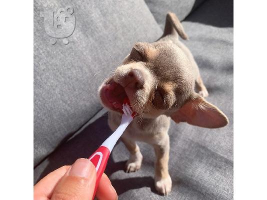 Καταπληκτικό chihuahua